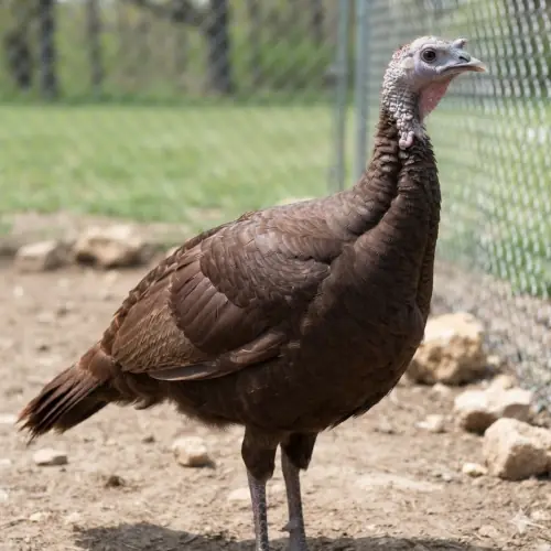 TURKEY